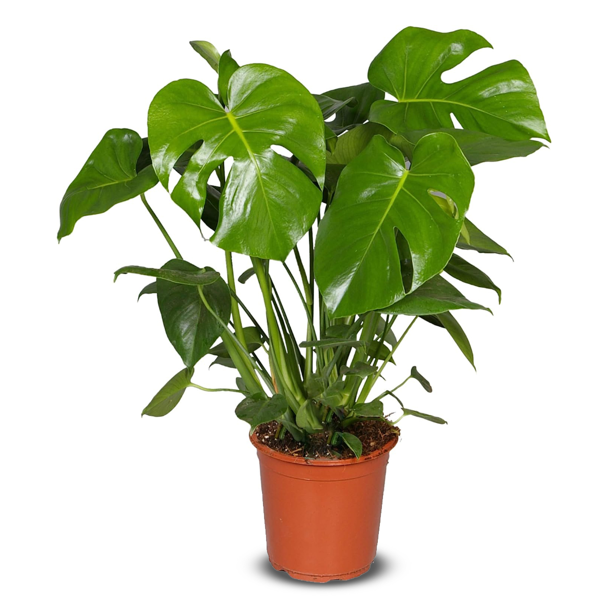 Deve Tabanı - Monstera Deliciosa (60-80 cm)