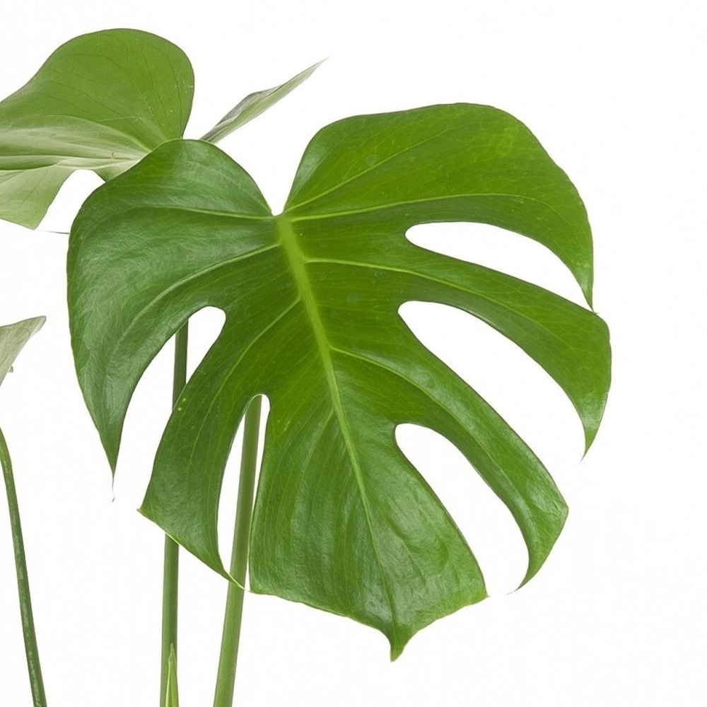 Deve Tabanı - Monstera Deliciosa (60-80 cm) - Görsel 3