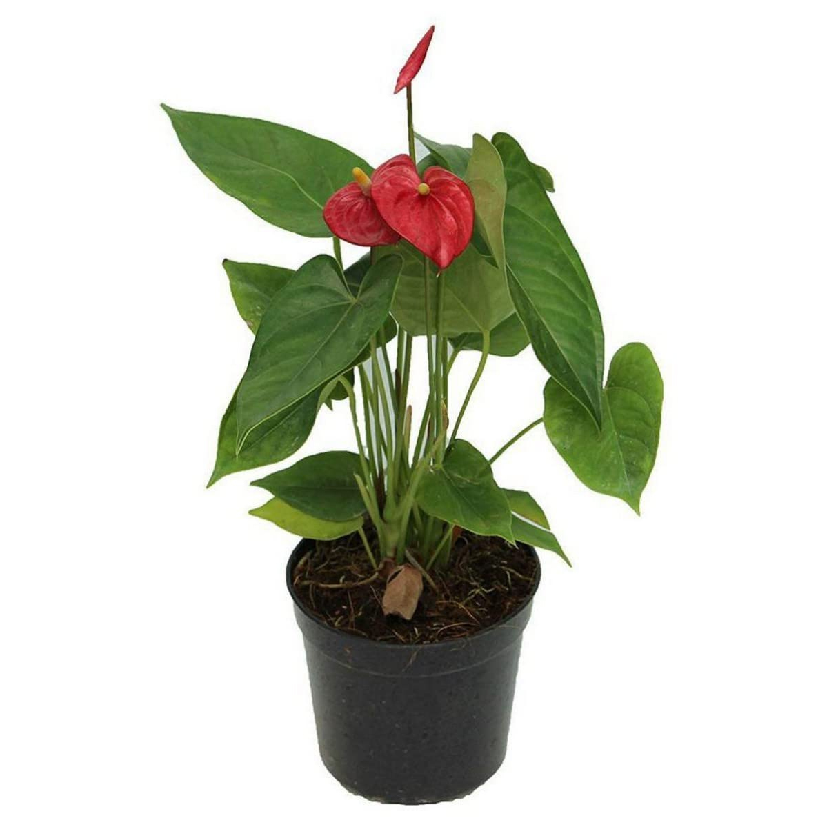 Antoryum - Anthurium (Flamingo Çiçeği) (20-40 cm)