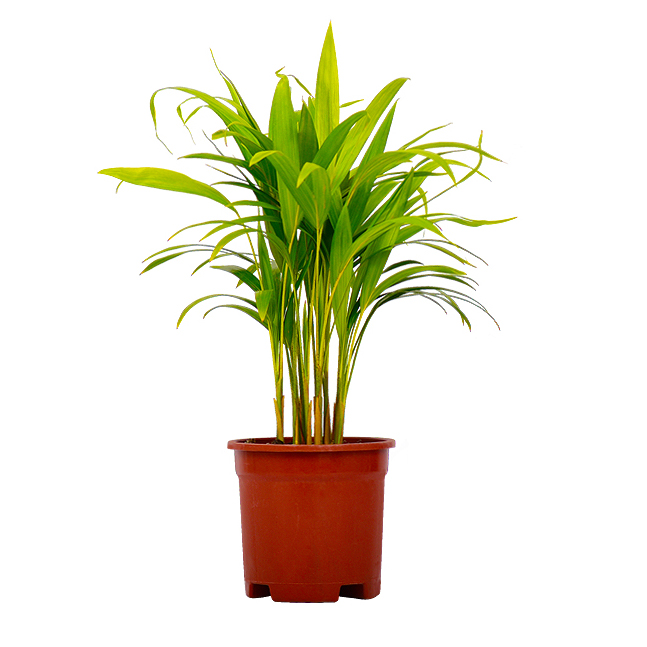 Areka Palmiyesi - Dypsis Lutescens (40-60 cm)
