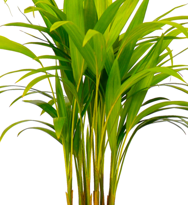 Areka Palmiyesi - Dypsis Lutescens (80-100 cm) - Görsel 3