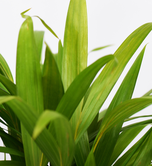 Areka Palmiyesi - Dypsis Lutescens (80-100 cm) - Görsel 2