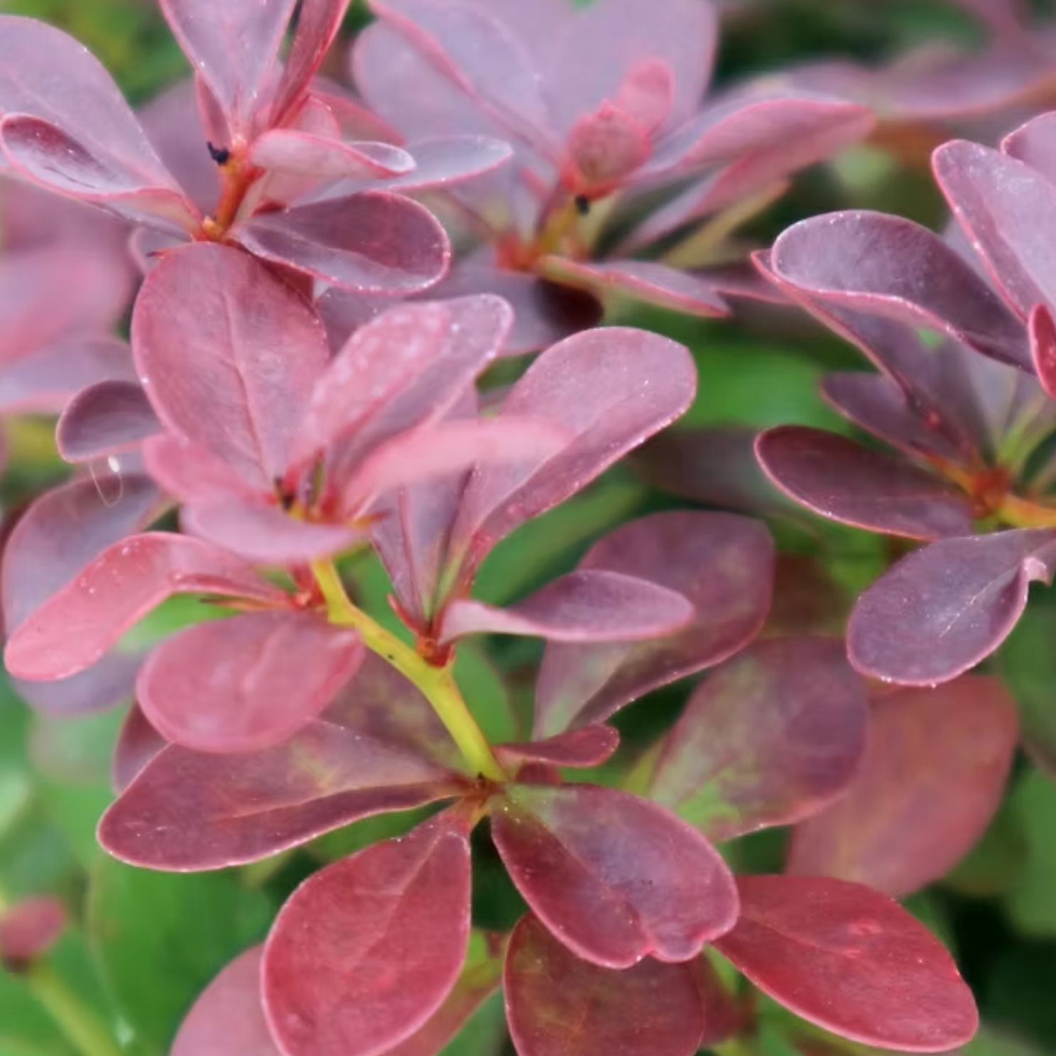 Berberis - Berberis Thunbergii Atropurpurea Nana (30-50 cm) - Görsel 2