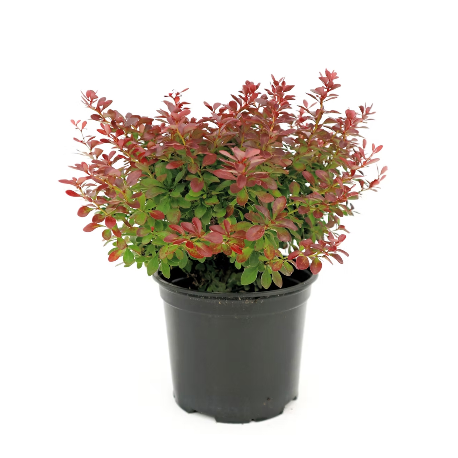 Berberis - Berberis Thunbergii Atropurpurea Nana (30-50 cm)