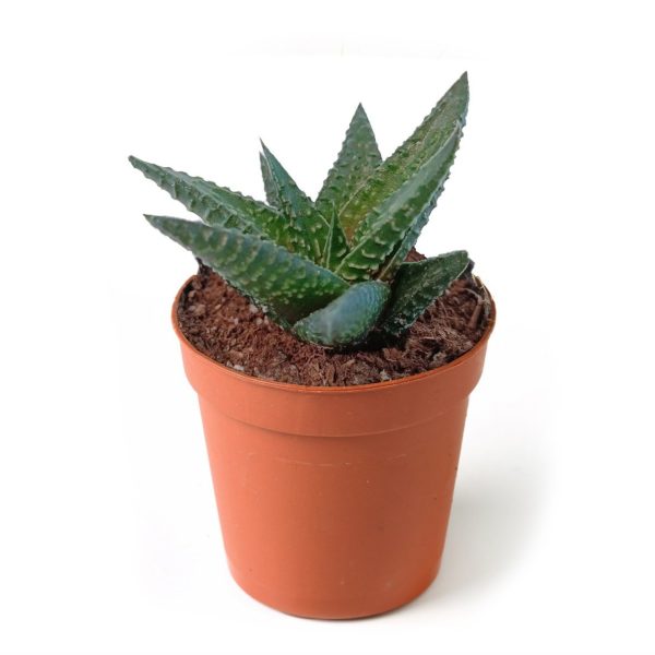 Sukulent - Haworthia Enon (5.5'luk Saksı)