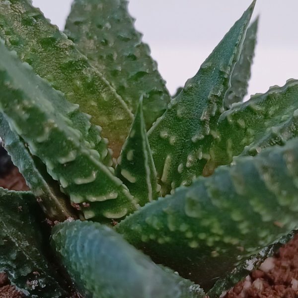 Haworthia Enon-det