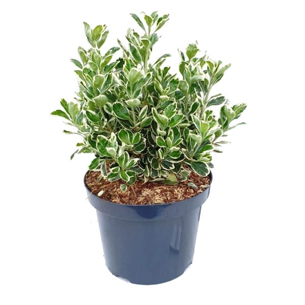 Kathy Taflan - Euonymus Japonicus Kathy (40-60 cm)