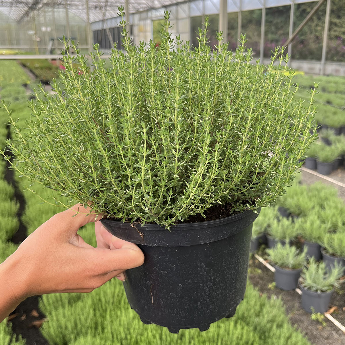 Kekik - Thymus vulgaris L. (20-40 cm) - Görsel 2
