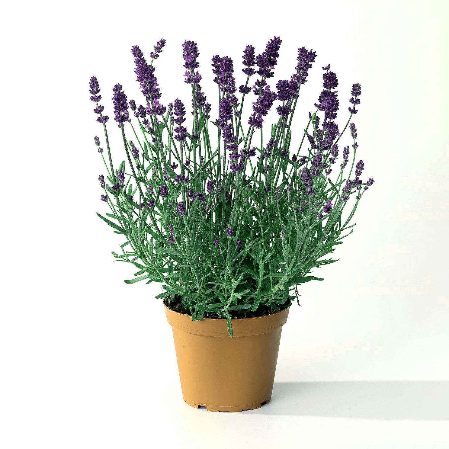 Lavanta - Lavandula Officinalis (20-30 cm)
