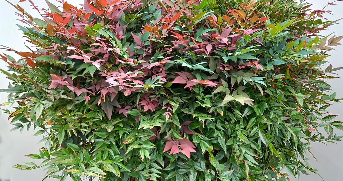 Nandina domestica | Dış Mekân Süs Bitkisi (20-40 cm) - Görsel 3