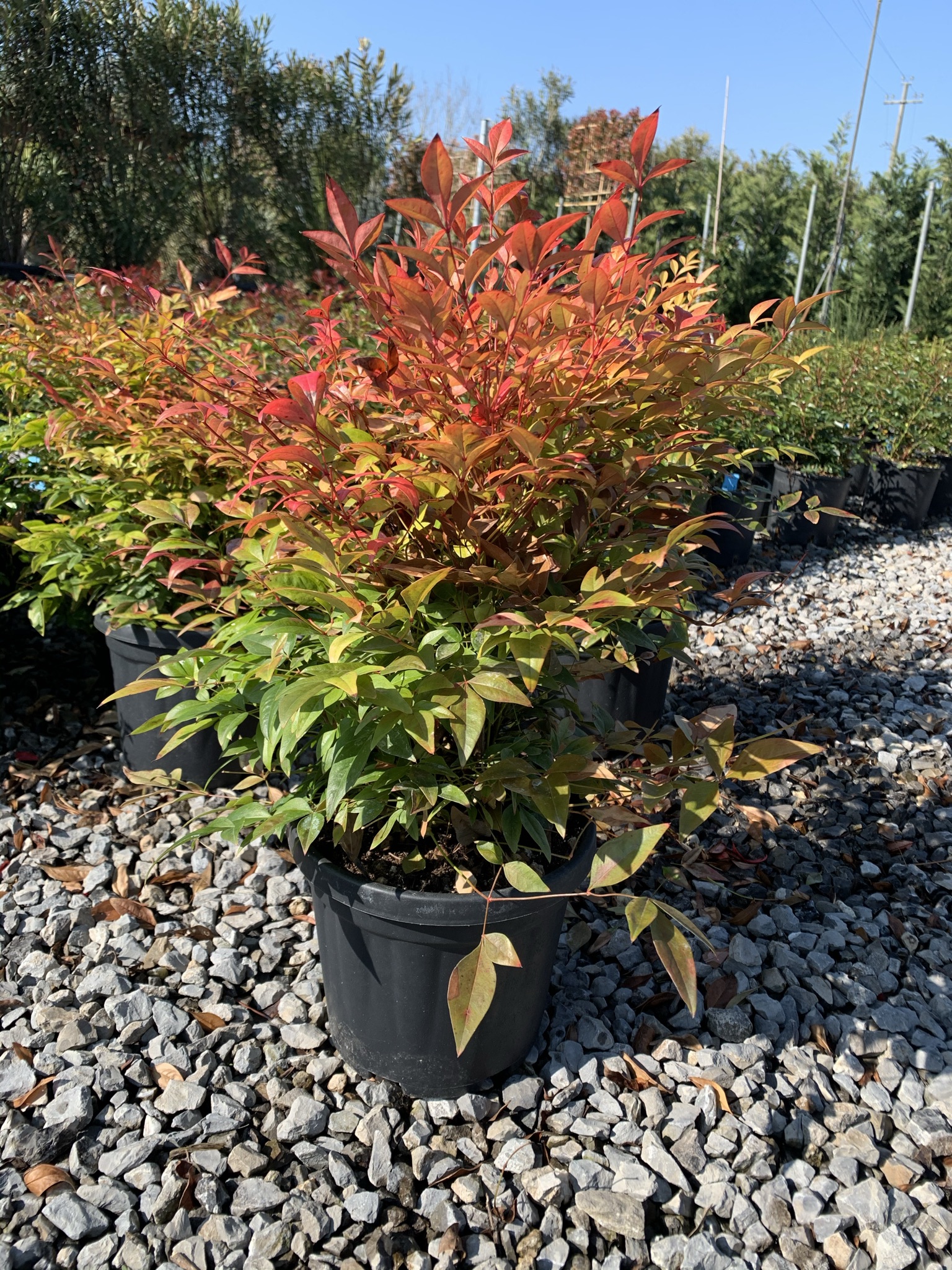 Nandina domestica | Dış Mekân Süs Bitkisi (20-40 cm) - Görsel 5