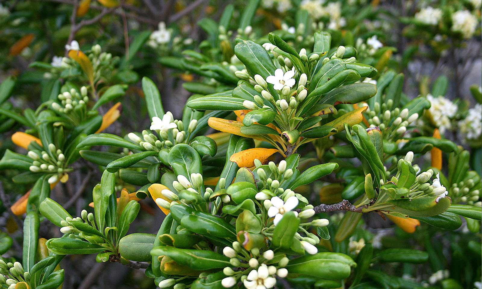 Pitos - Pittosporum tobira (20-40 cm) - Görsel 3