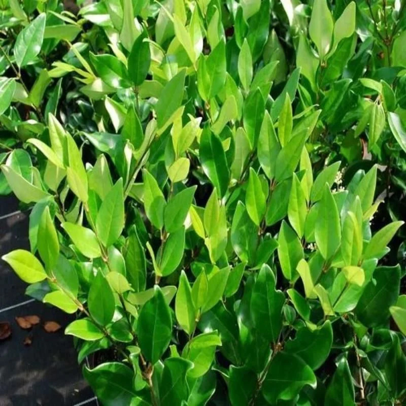 Tekzanum Bitkisi – Ligustrum japonicum texanum (20-40 cm) - Görsel 2