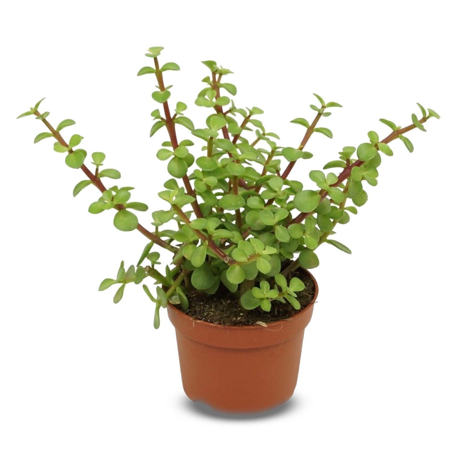 Yeşim Çiçeği (Para) - Portulacaria afra (20-40 cm)