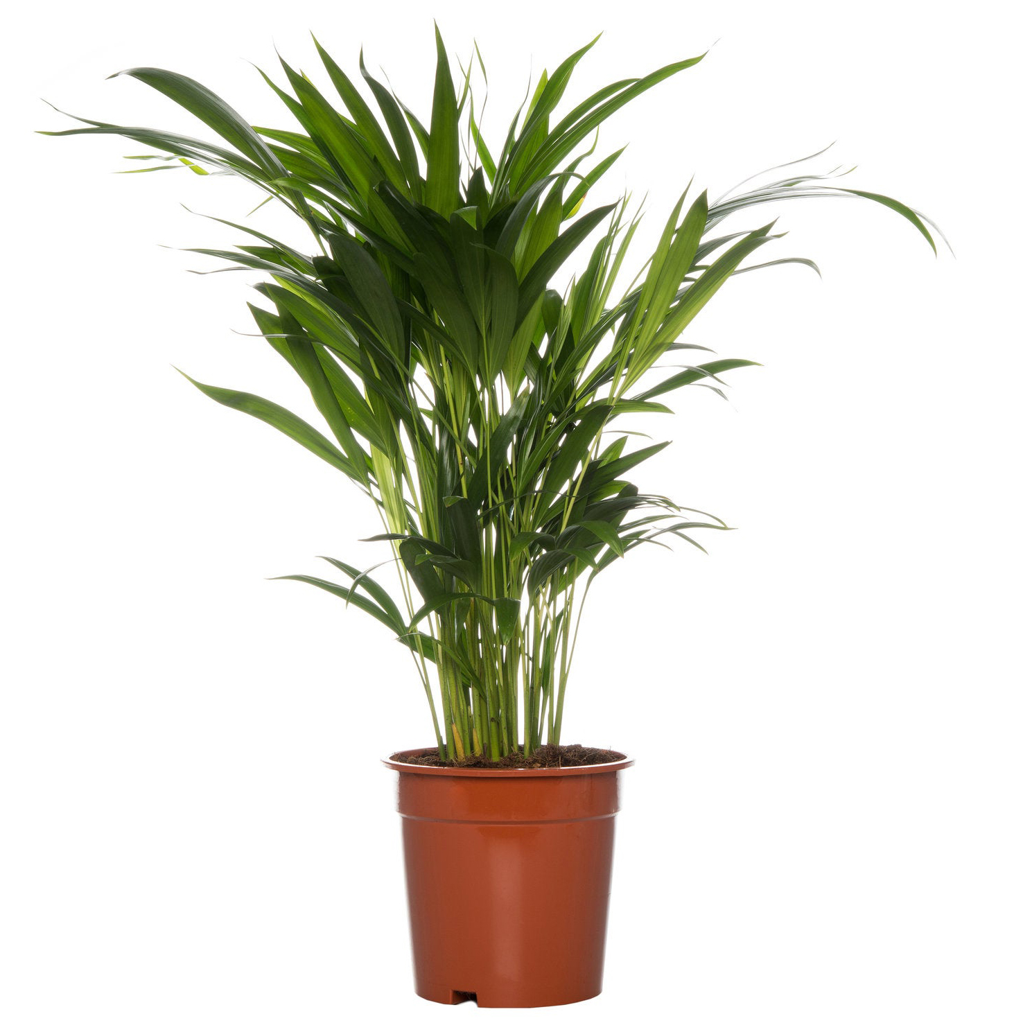 Areka Palmiyesi - Dypsis Lutescens (80-100 cm)