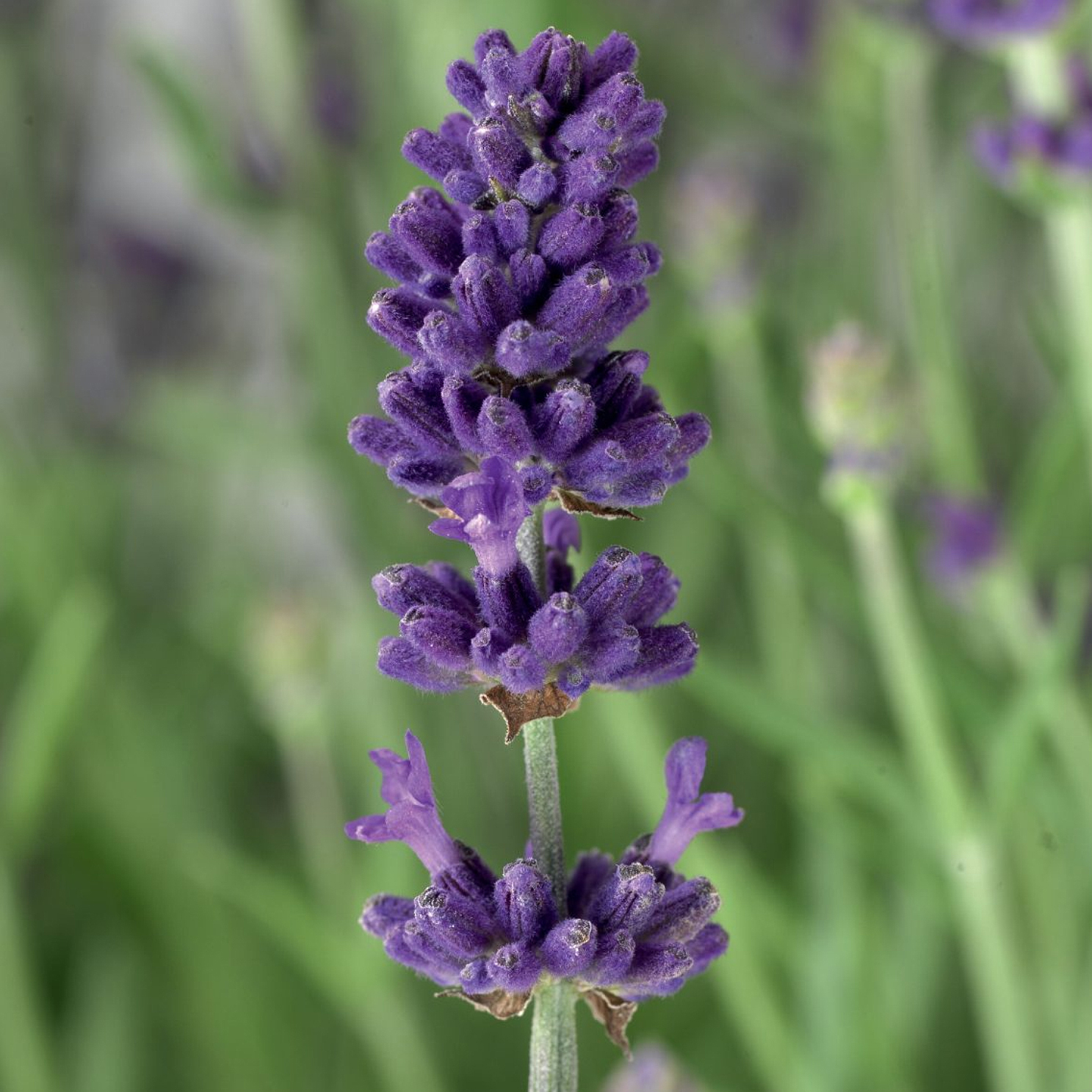 Lavanta - Lavandula Officinalis (20-30 cm) - Görsel 2