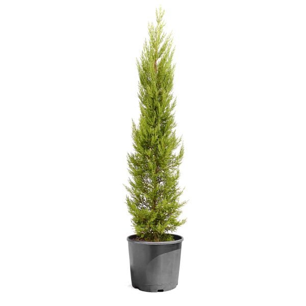 Limoni Servi - Cupressus macrocarpa 'Goldcrest' (80-120 cm)