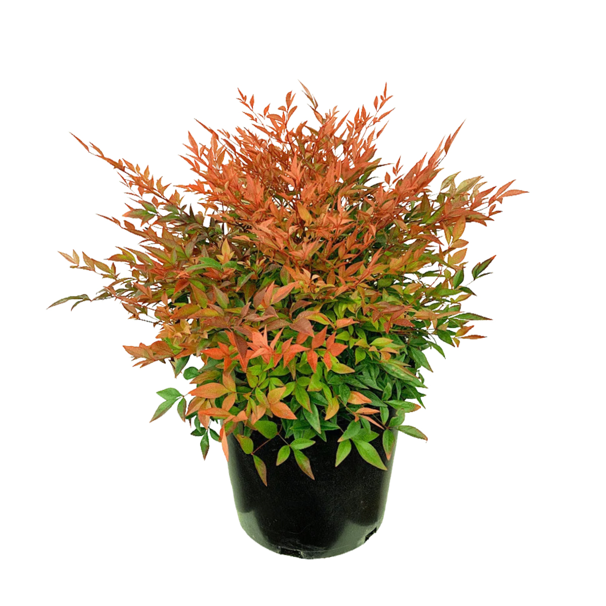 Nandina domestica | Dış Mekân Süs Bitkisi (20-40 cm)