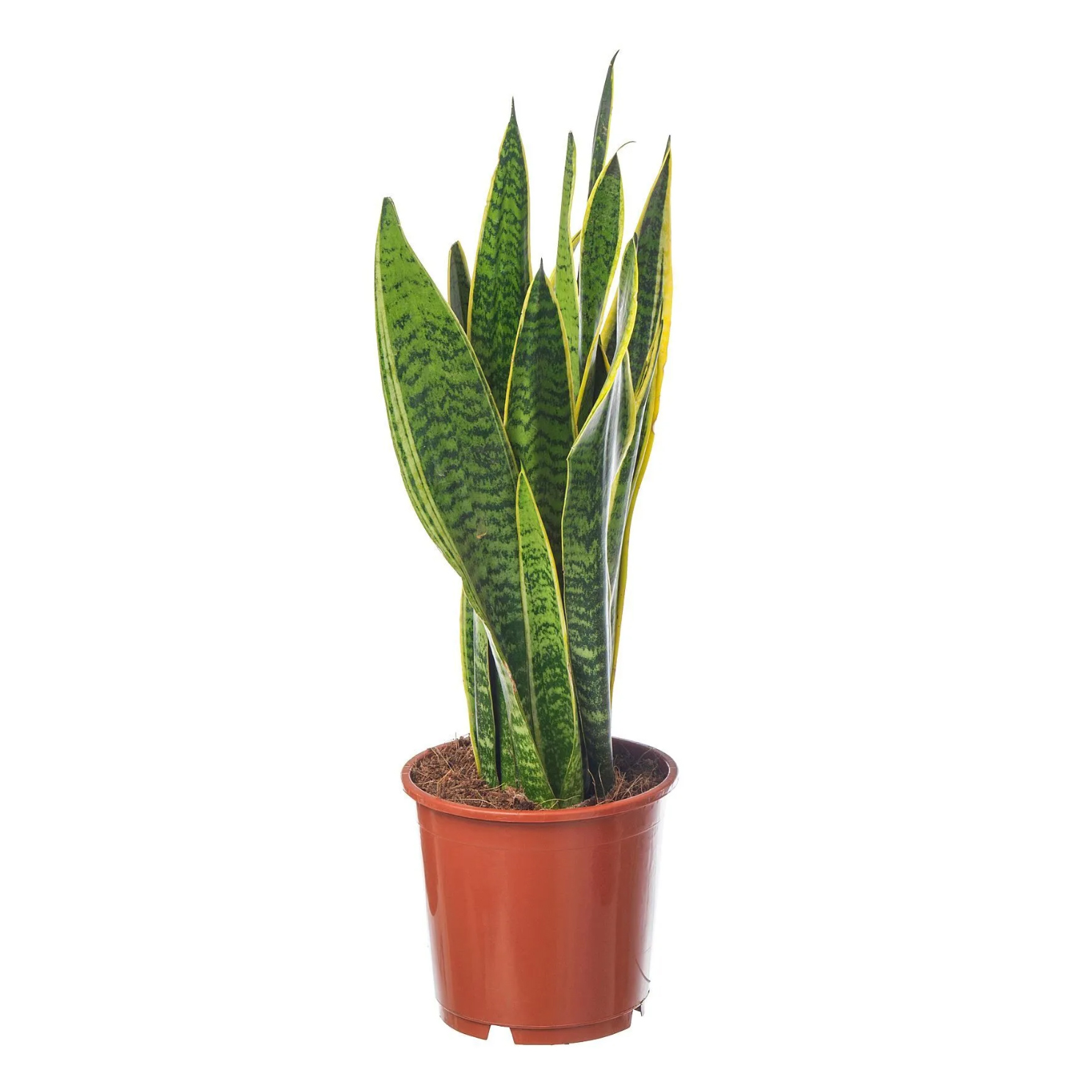 Paşa Kılıcı - Sansevieria trifasciata (40 - 60 cm)