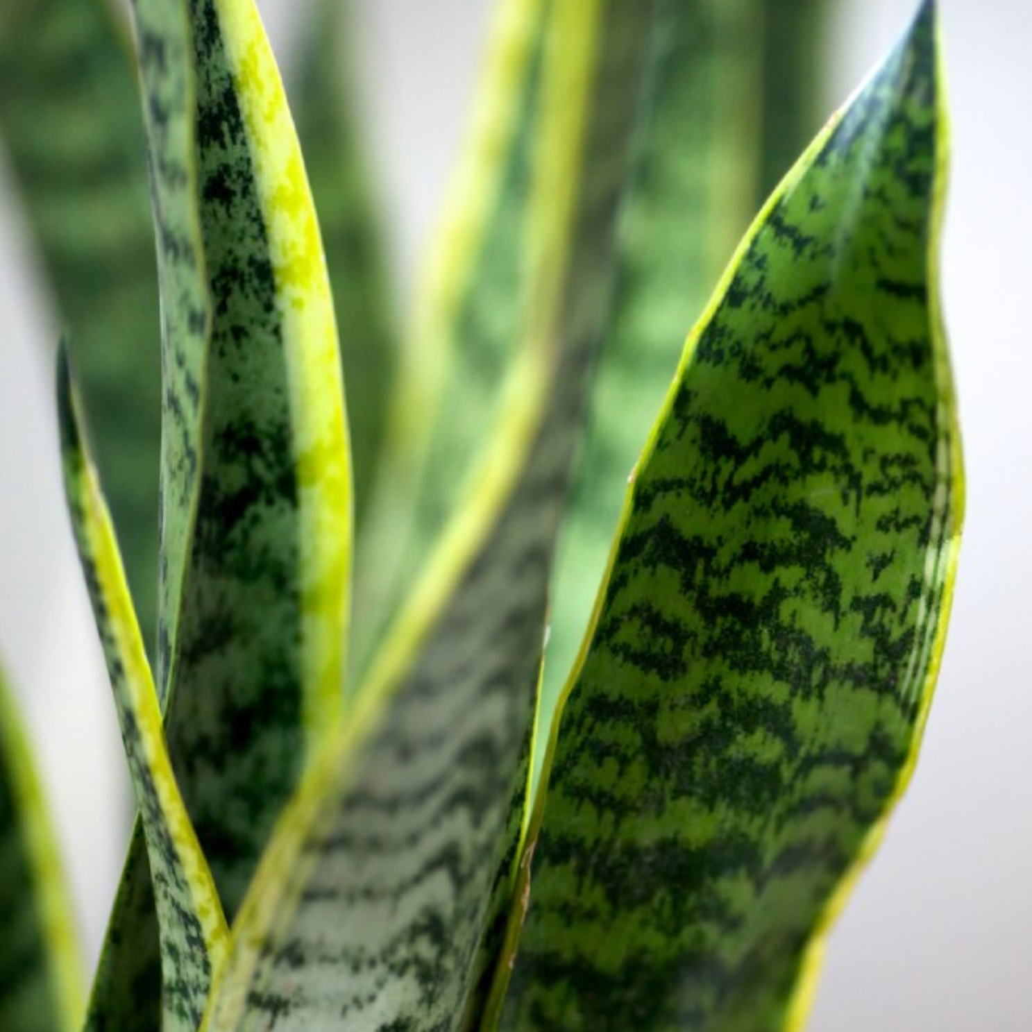 Paşa Kılıcı - Sansevieria trifasciata (40 - 60 cm) - Görsel 2