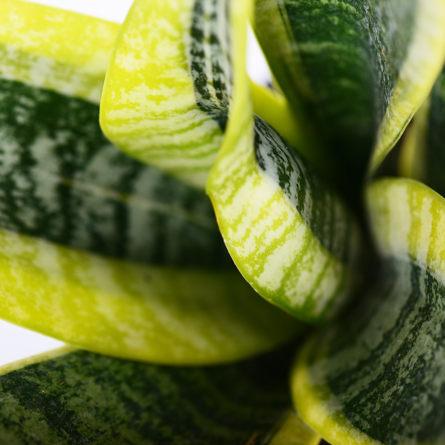 Paşa Kılıcı - Sansevieria trifasciata (40 - 60 cm) - Görsel 3