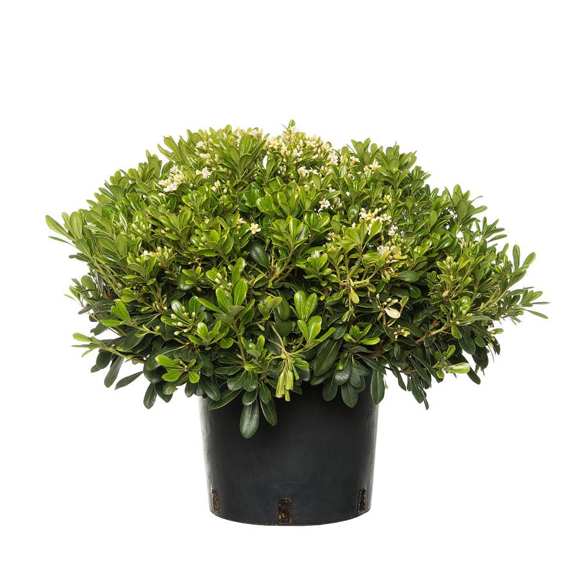 Pitos - Pittosporum tobira (20-40 cm)