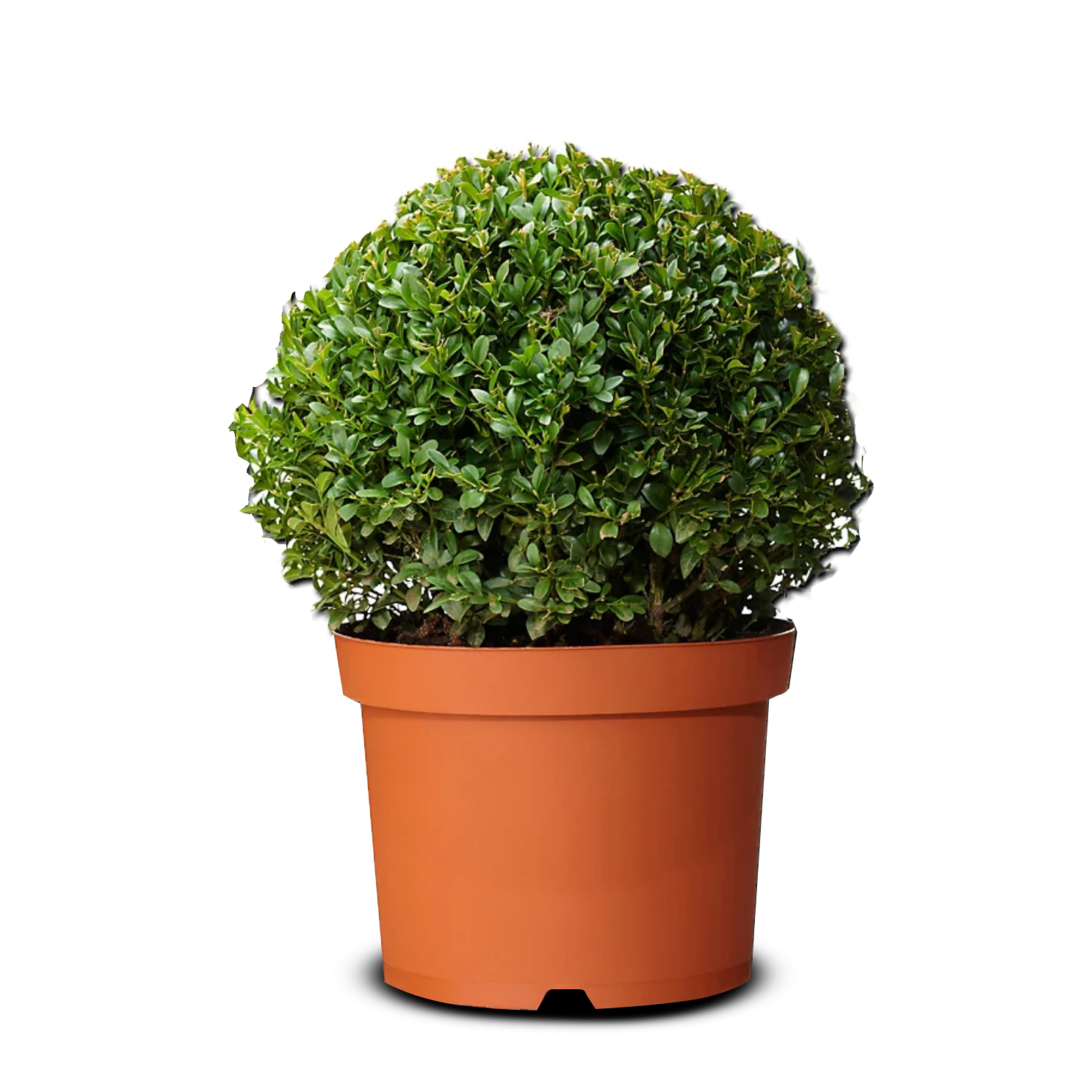 Top Şimşir - Buxus Sempervirens Ball (40 - 60 cm)
