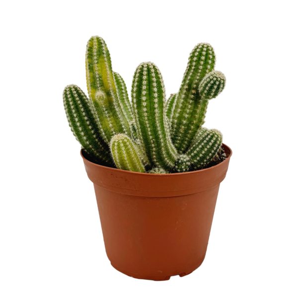 Yılan Kaktüs - Chamaecereus silvestrii (5,5'luk Pots)