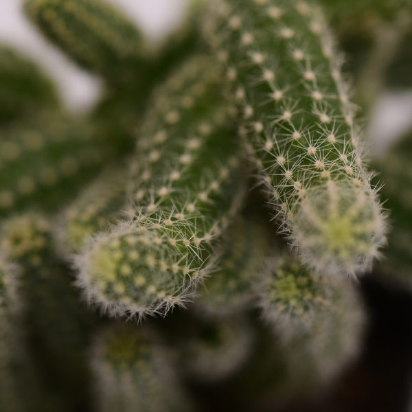 yılan kaktüs detay