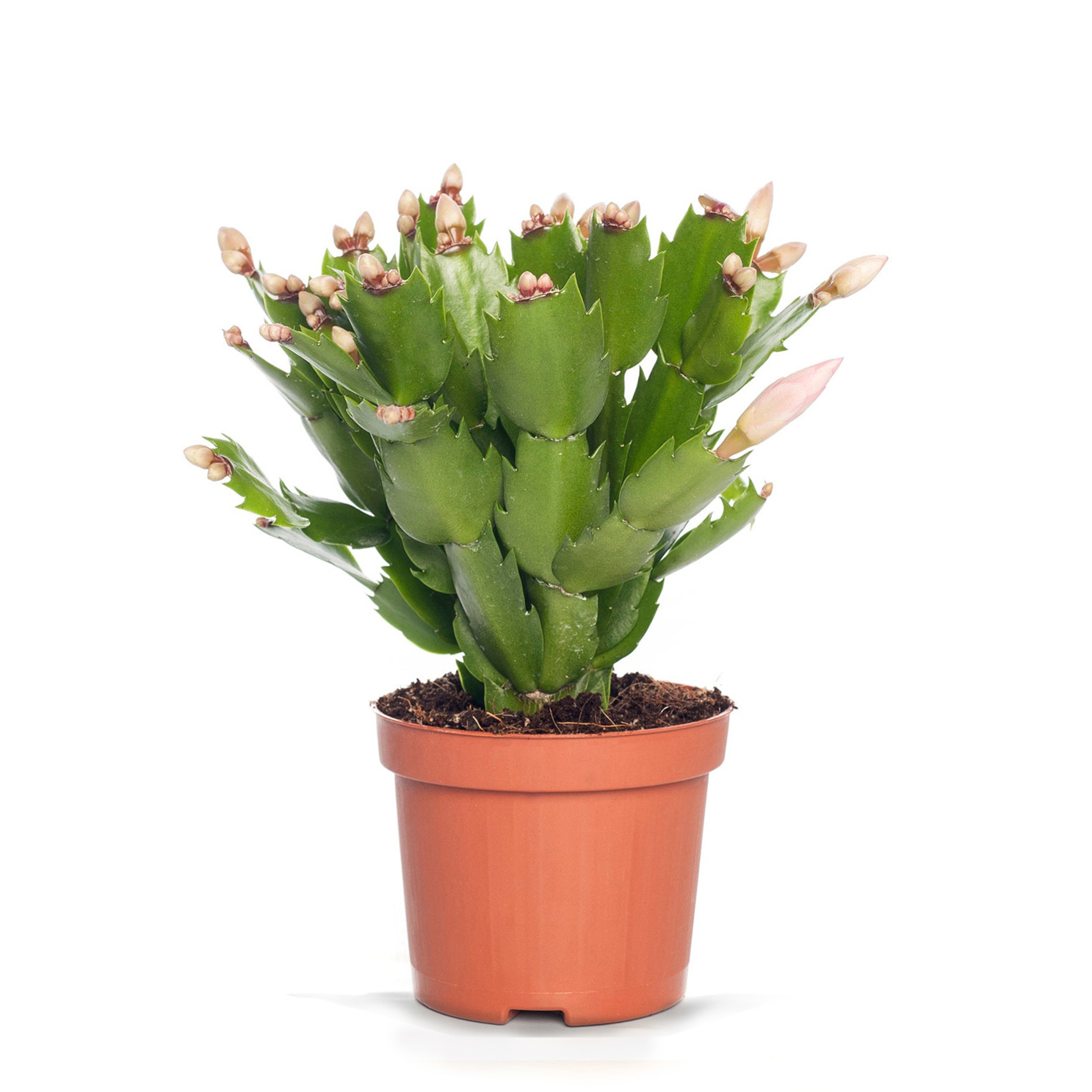 Yılbaşı Çiçeği (20-30 Cm)