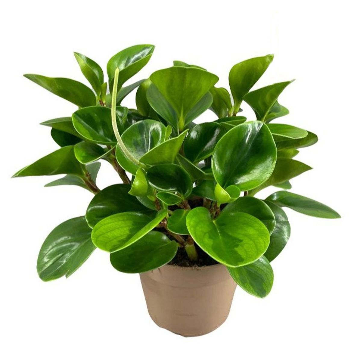 Peperomia Zümrüt Dalgası - Peperomia obtusifolia