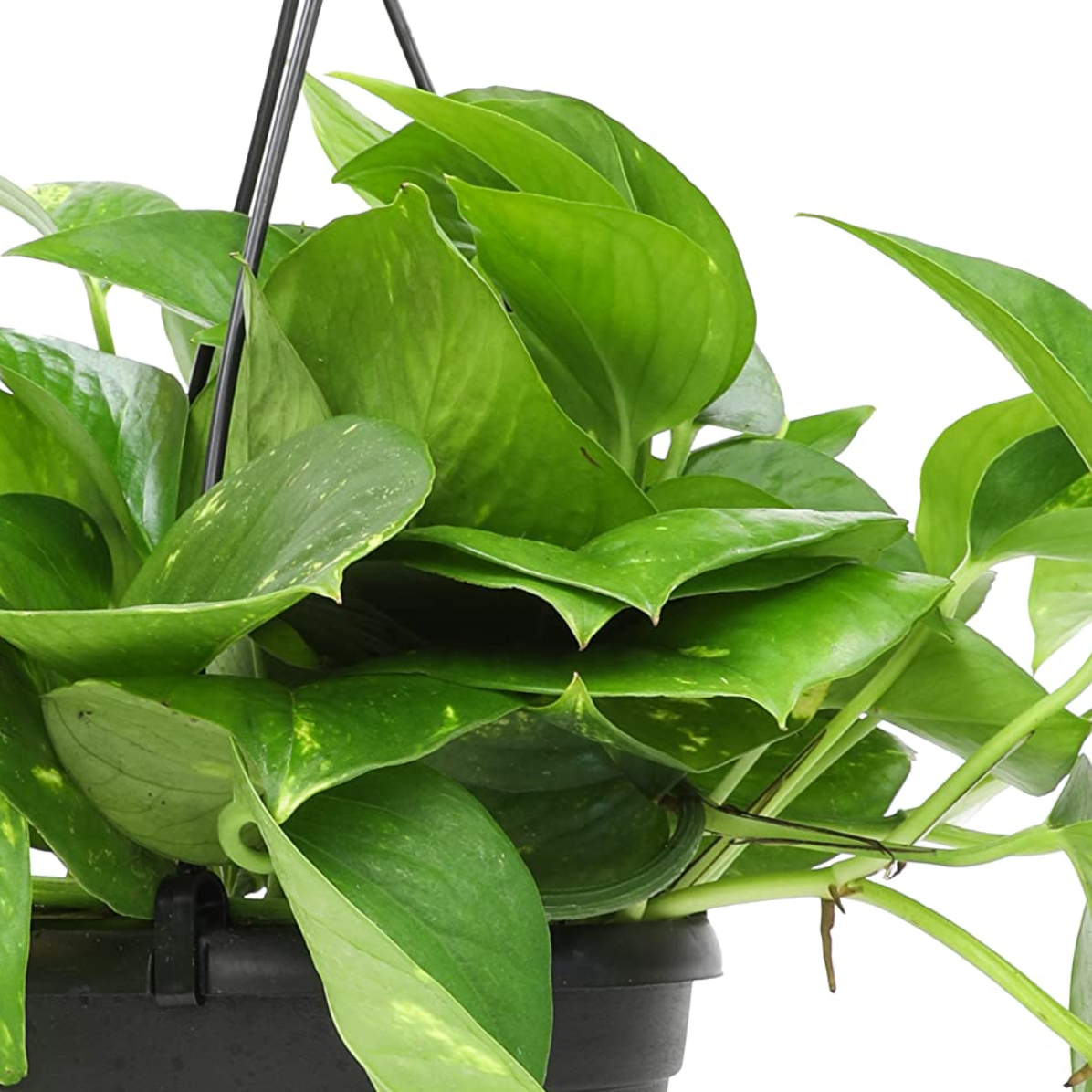 Patos Salon Sarmaşığı - Epipremnum aureum Pothos (Askılı) - Görsel 2
