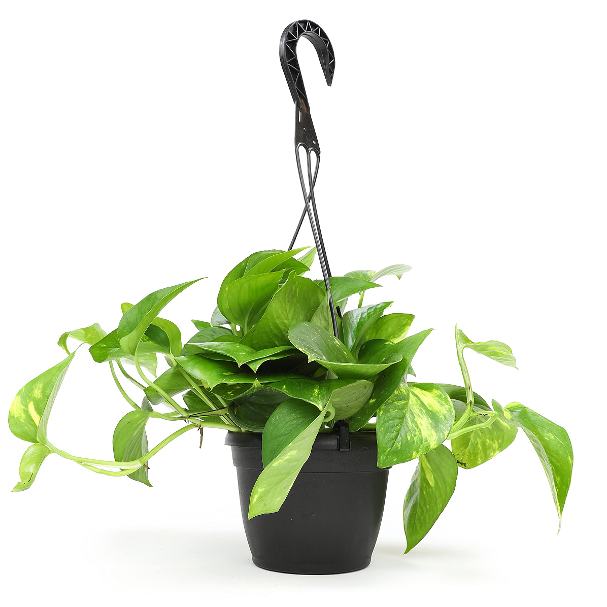 Patos Salon Sarmaşığı - Epipremnum aureum Pothos (Askılı)