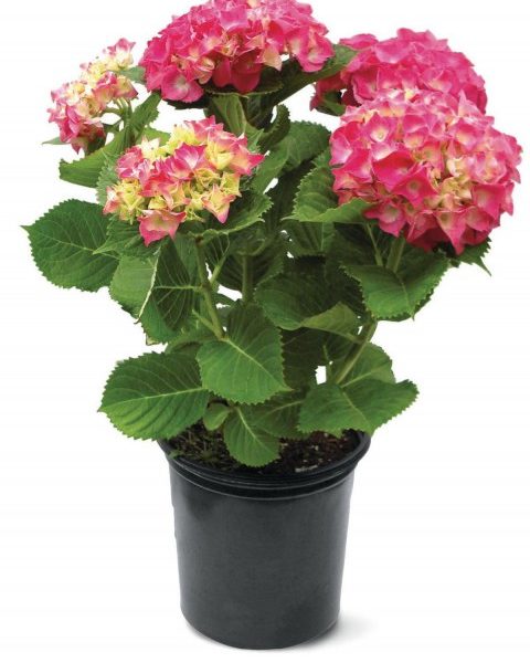 Ortanca Kırmızı - Hydrangea macrophylla